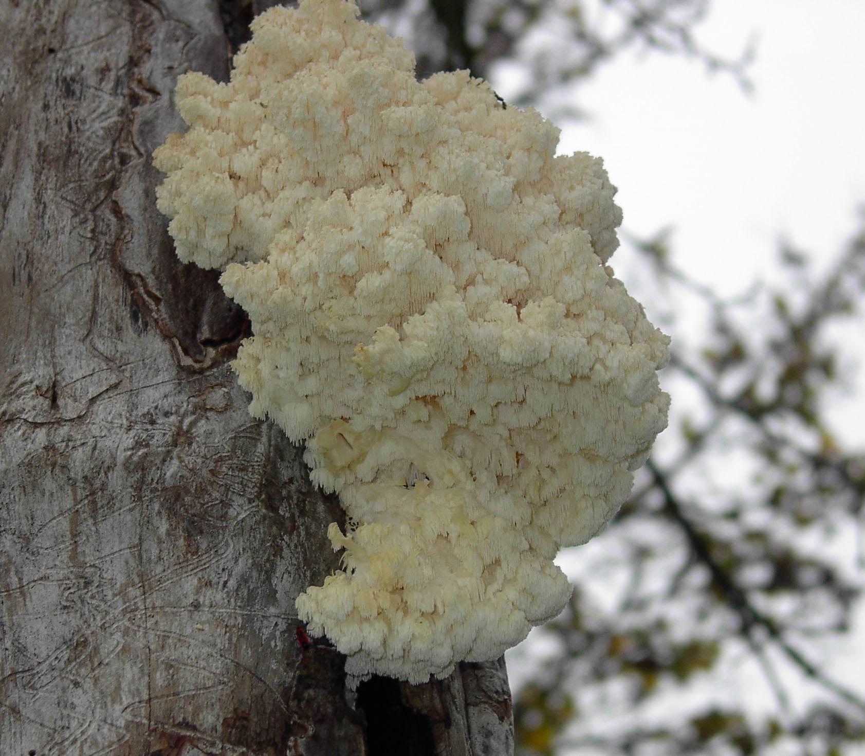 Hericium clathroides  o coralloides?